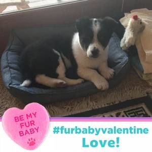 Meet your Posher, Suzanne